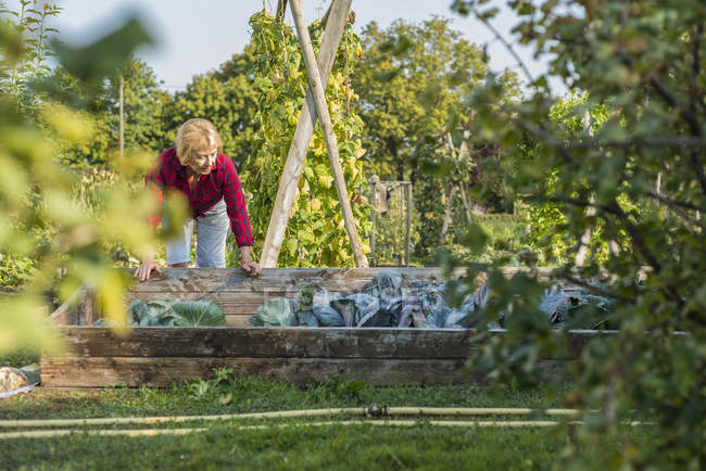 Senior woman gardening in vegetable patch — Stock Photo