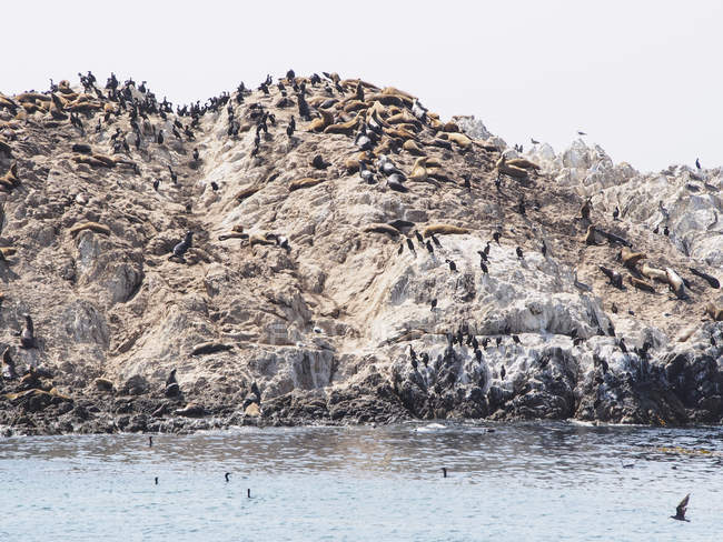 Estados Unidos, California, Monterrey, Vista diurna de focas y aves en la costa rocosa - foto de stock
