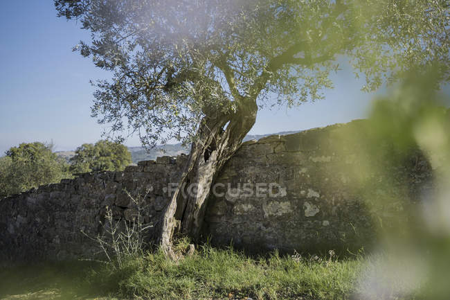 Italy, Tuscany, Maremma, olive tree at stone wall — Stock Photo