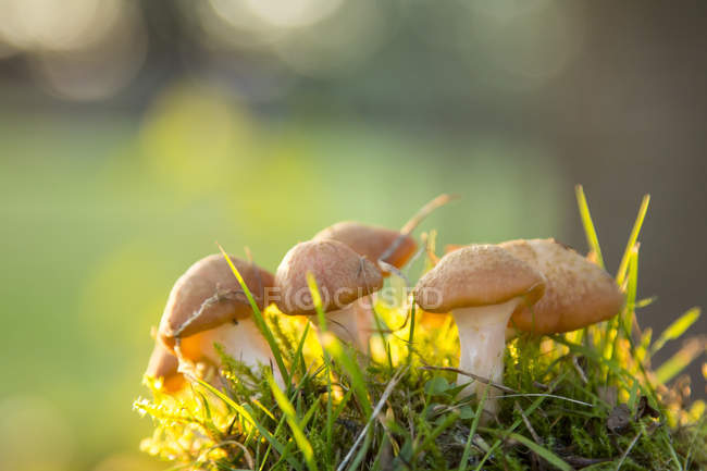 Mushrooms on a meadow in sunlight, closeup — Stock Photo