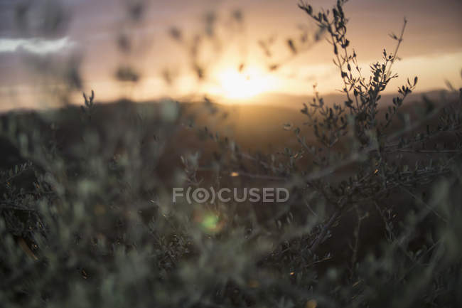 Italy, Tuscany, Maremma, olive trees at sunset — Stock Photo