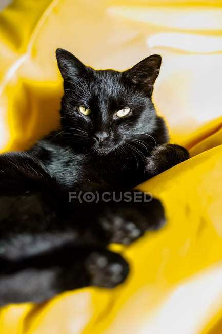 Schwarze Katze entspannt sich auf gelber Decke — Stockfoto
