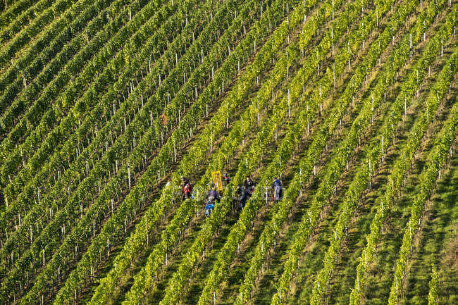 Германия, Нижняя Франкония, Урожай винограда в винограднике недалеко от Эшерндорфа — стоковое фото