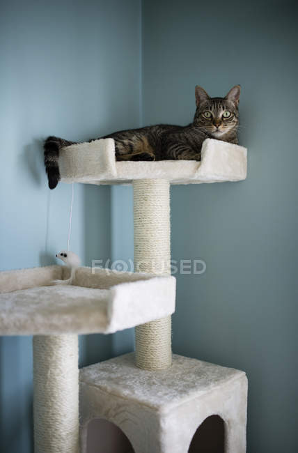 Katze liegt zu Hause auf Kratzpfosten und schaut in Kamera — Stockfoto