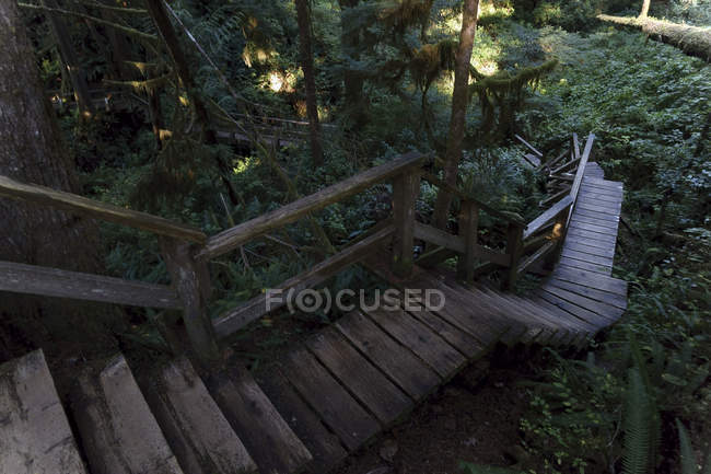 Дерев'яні сходи в червоного дерева лісу, острів Ванкувер, Канада — стокове фото