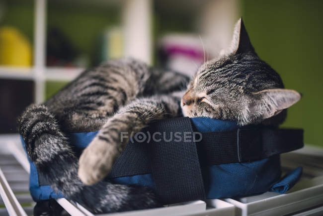 Tabby gato durmiendo en poco bolso en casa - foto de stock