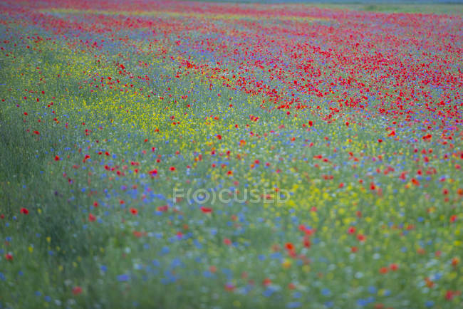 Italia, Umbria, Parco Nazionale dei Monti Sibillini, Fioritura al Piano Grande di — Foto stock