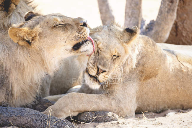 Namibia, Parco Nazionale di Etosha, leonessa leccare un altro sdraiato — Foto stock