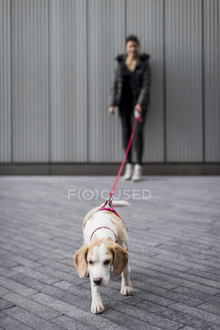 Жінка вигулює собаку на вулиці — стокове фото
