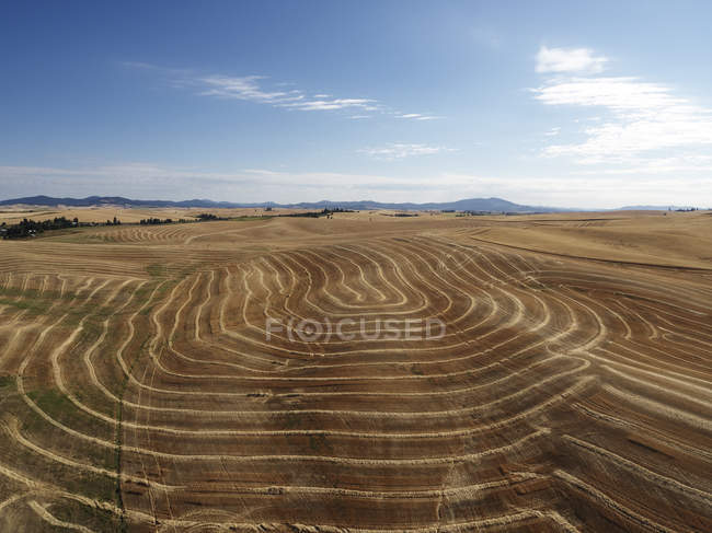 Соединенные Штаты Америки, Washington State, Palouse hills, wheat fields during daytime — стоковое фото