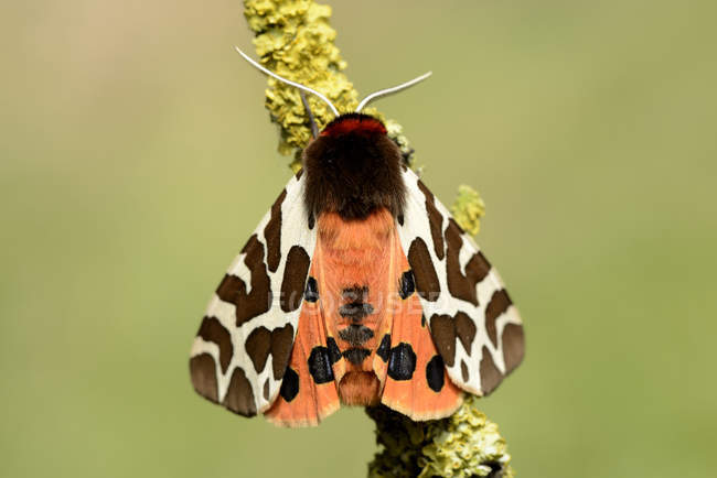 Garden Tiger Moth Owl Butterfly White Stock Photo 178151358