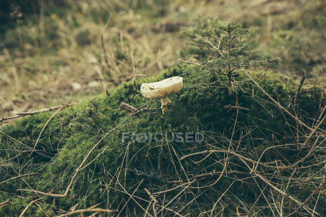 Amanita phalloides, Mützenpilz auf Waldboden — Stockfoto