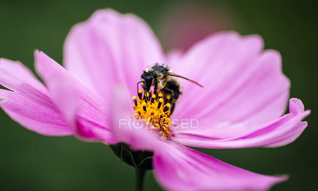 Abeille à miel sur l'aster mexicain rose sur fond flou — Photo de stock
