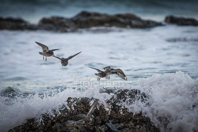 Seagulls flying on the reef, Lofoten, Norway — Stock Photo