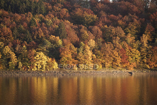 Німеччина, Langscheid, переглянути autumnal дерева на березі греблі місті Sorpe — стокове фото