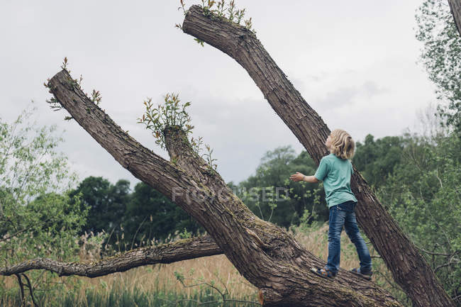 Piccolo ragazzo in piedi su un albero morto — Foto stock