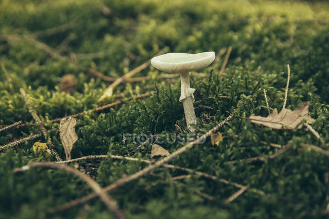 Amanita phalloides, death cap mushroom on forest green moss — Stock Photo