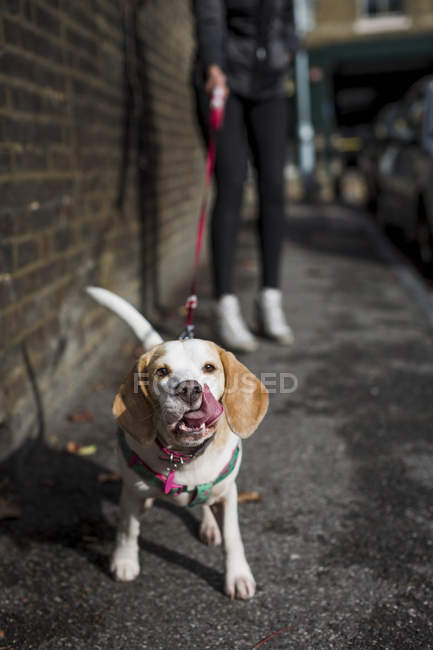 Portrait of licking dog standing on sidewalk — Stock Photo