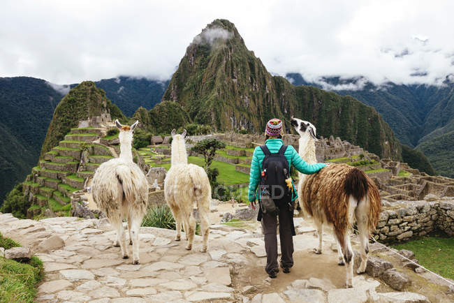 Perú, región de Machu Picchu, mujer mirando la ciudadela de Machu Picchu y la montaña Huayna con llamas - foto de stock