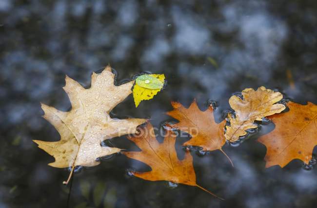 Autumn leaves in a water of puddle — Stock Photo