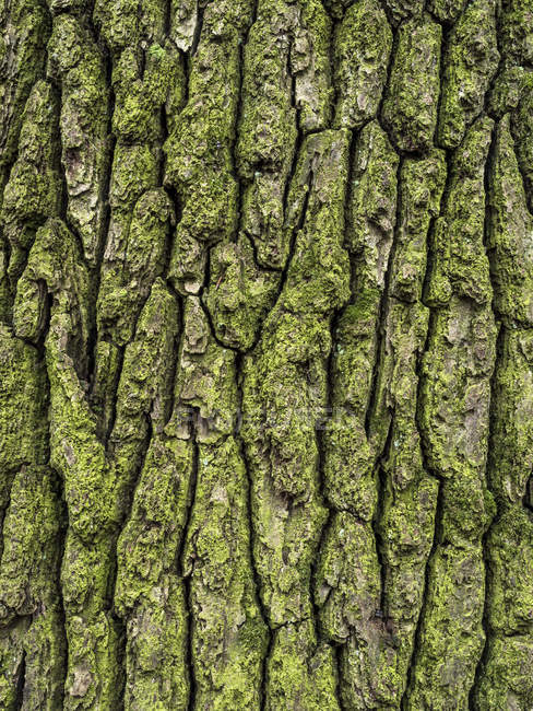 Antiguo tronco musgoso - foto de stock