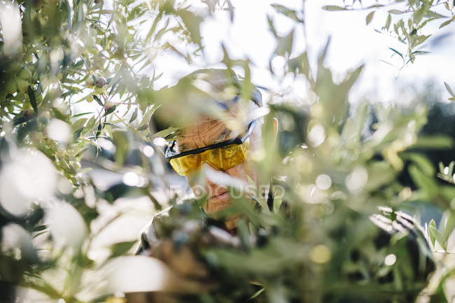 Senior man harvesting olives — Stock Photo