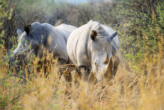 Namibia, Rinoceronti bianchi passeggiano tra i cespugli nel Parco Nazionale di Waterberg — Foto stock
