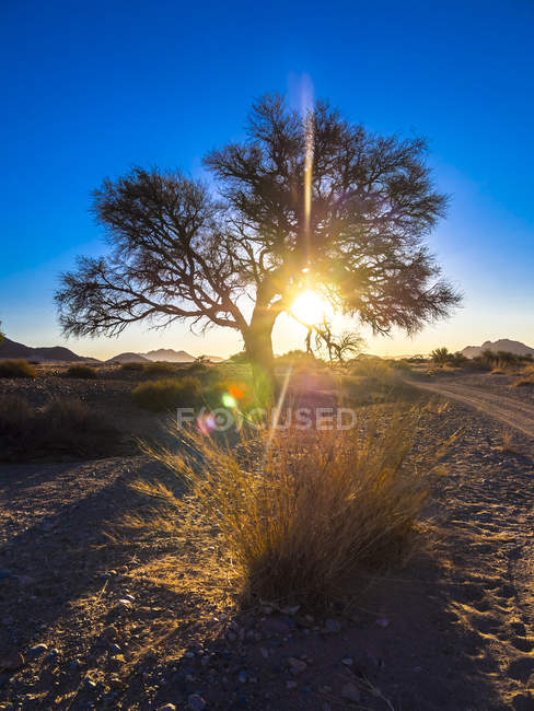 Африка, Намибия, Хардап, дерево в задней части света в заповеднике Кулала в пустыне Намиб — стоковое фото