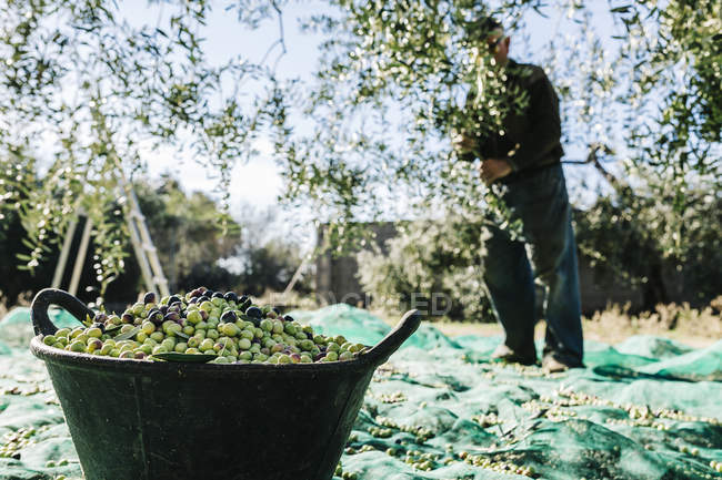 Basket of harvested olives — Stock Photo