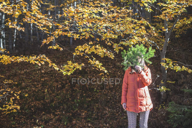 Vue recadrée d'une femme cachée derrière une branche de sapin dans une forêt automnale — Photo de stock