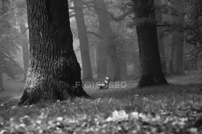 Bosque en noviembre, banco, imagen en blanco y negro - foto de stock