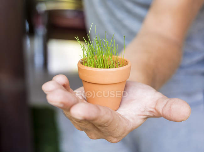 La mano del hombre sosteniendo maceta con el crecimiento de la hierba joven - foto de stock