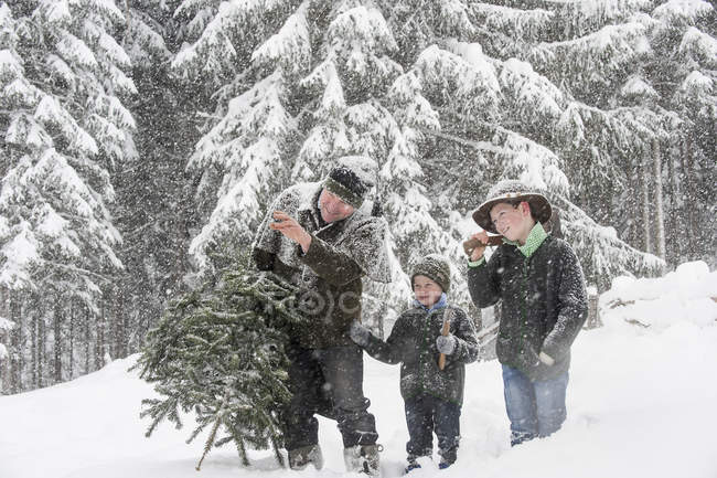 В Австрии отец с двумя сыновьями несут рождественскую елку в зимнем пейзаже — стоковое фото