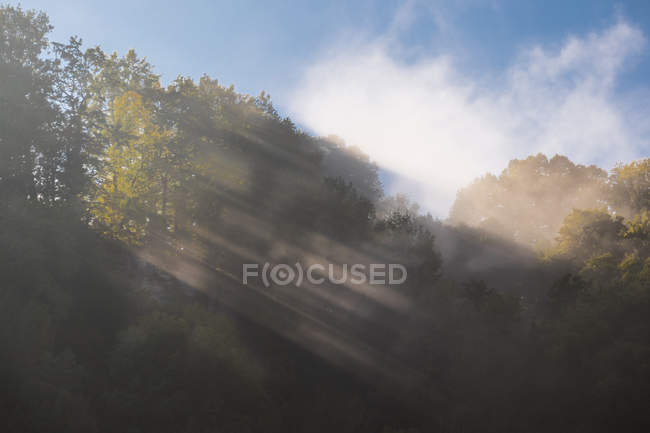 Germania, nebbia e alberi durante il giorno — Foto stock