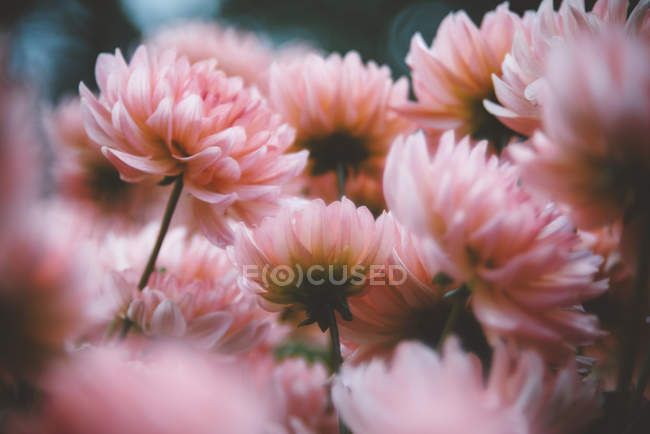 Pink dahlia on blurred background — Stock Photo