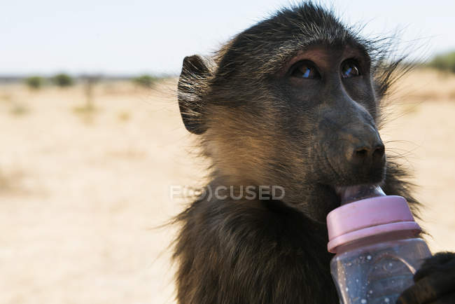 Namíbia, retrato de um babuíno bebê com mamadeira — Fotografia de Stock