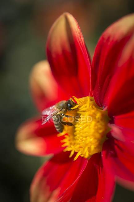 Dahlia rouge et abeille domestique européenne, Apis mellifera — Photo de stock