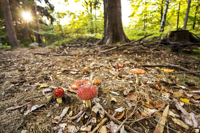 Amanita muscaria on forest ground — Stock Photo