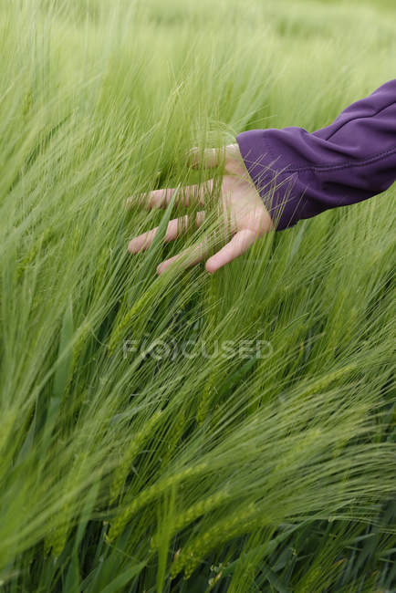 Hand eines Teenagers berührt Ähren in einem Gerstenfeld — Stockfoto