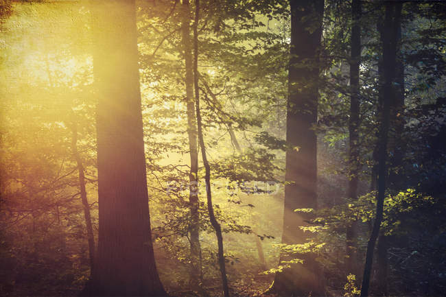 Foresta decidua e sole mattutino in autunno — Foto stock