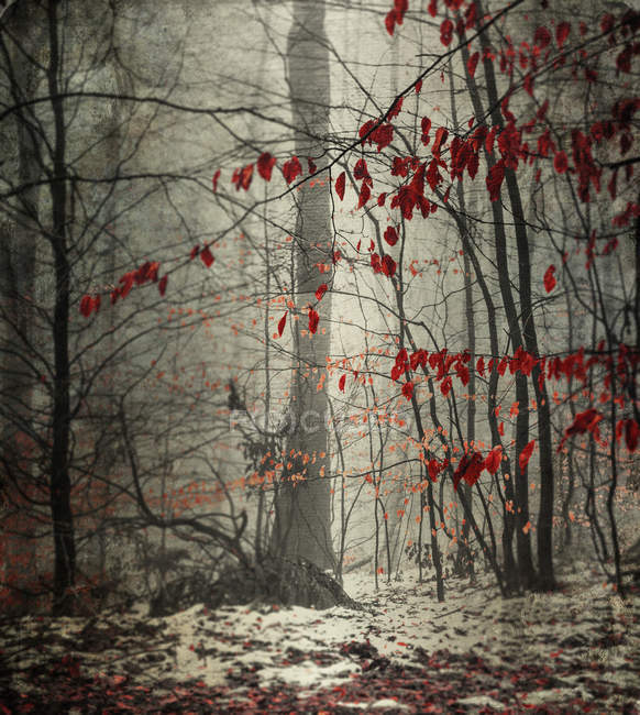 Floresta nevada de inverno com últimas folhas vermelhas — Fotografia de Stock