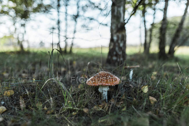 Fly agaric at forest during daytime — Stock Photo