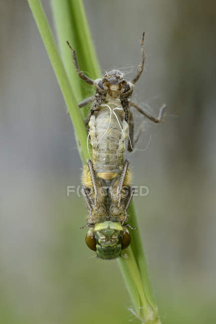 Chaser de quatro manchas, Libellula quadrimaculata — Fotografia de Stock