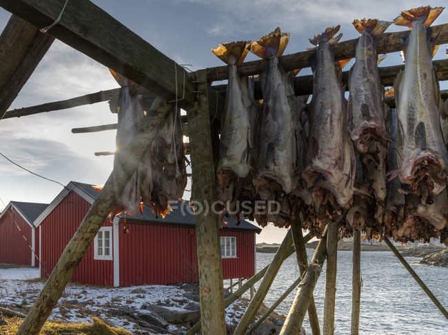 Noruega, Lofoten, peces muertos colgados en el estante - foto de stock