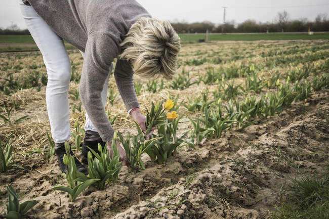 Deutschland, zons, frau pflückt tulpen auf einem feld — Stockfoto