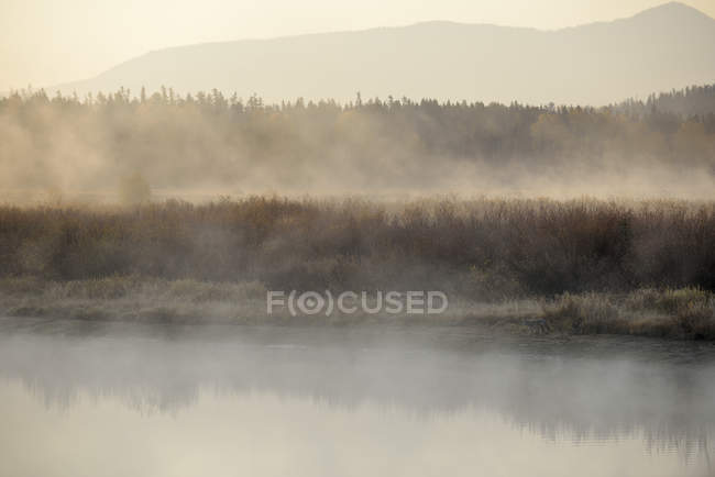 USA, Wyoming, Grand Teton National Park, coyote a Snake River nella nebbia mattutina — Foto stock