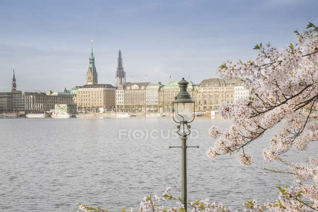 Germany, Hamburg, blossoming cherry tree at Binnenalster — Stock Photo