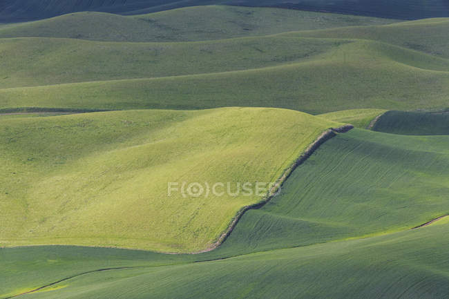 США, Idaho, Palouse, вид на катящийся пейзаж с пшеничными полями — стоковое фото