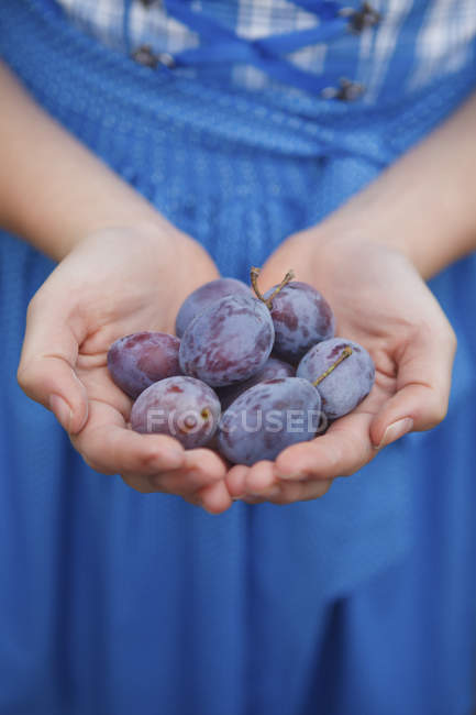 Weibliche Hände, die Pflaumen halten — Stockfoto