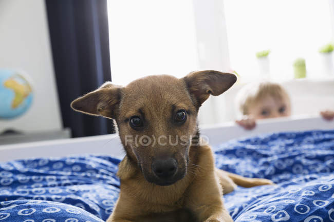 Portrait of dog lying on bed with boy in background — Stock Photo